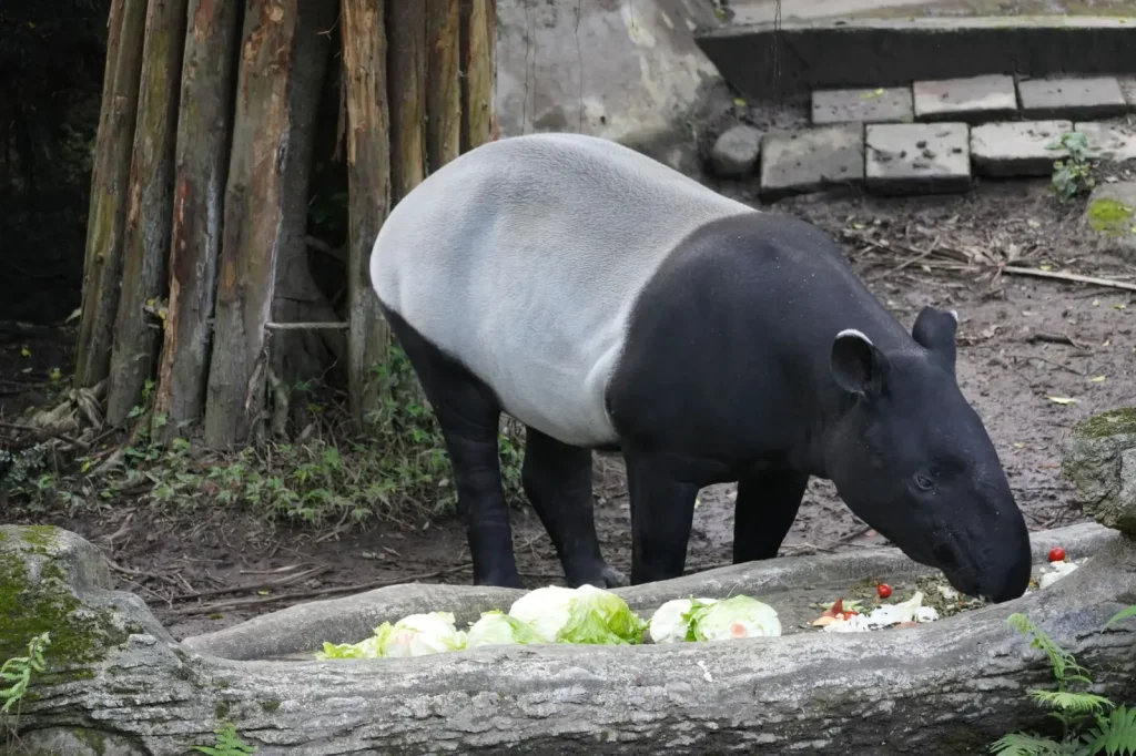 How Rainforest Animals Feed on Fallen Fruit