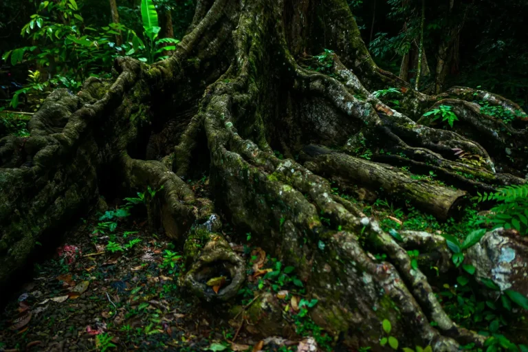 How Rainforest Plants Survive in Permanent Shade How Rainforest Plants Survive in Permanent Shade