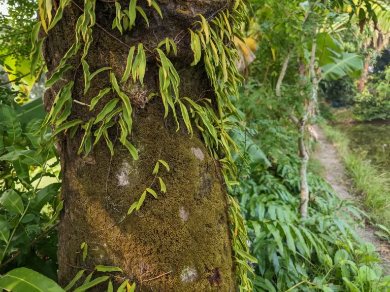 How Rainforest Trees Become Seedling Nurseries How Rainforest Trees Become Seedling Nurseries