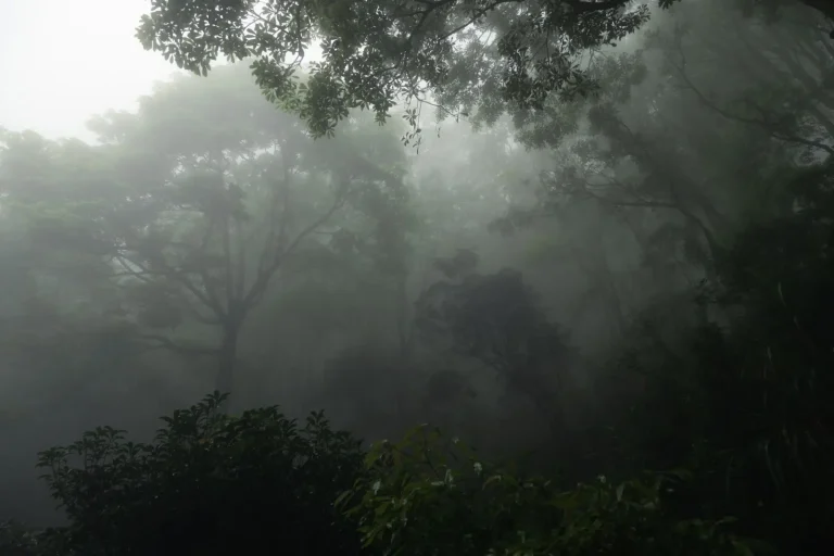 Rainforests Near Brisbane Worth the Drive Rainforests Near Brisbane Worth the Drive
