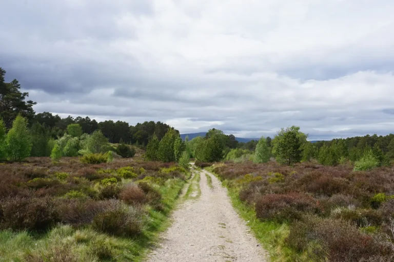 Forest Walking in the Tweed Valley: What Actually Happens on the Trail