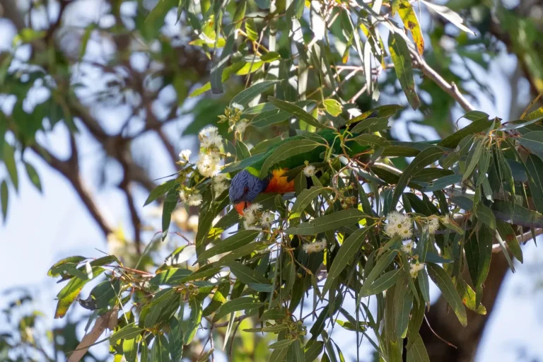 Wildlife of Binna Burra: What You'll Actually Encounter