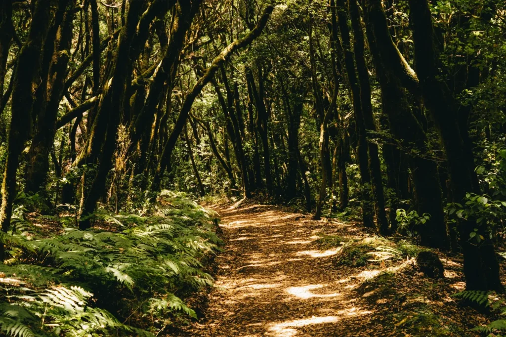 Forest Trails Around Coomera Falls: What to Expect