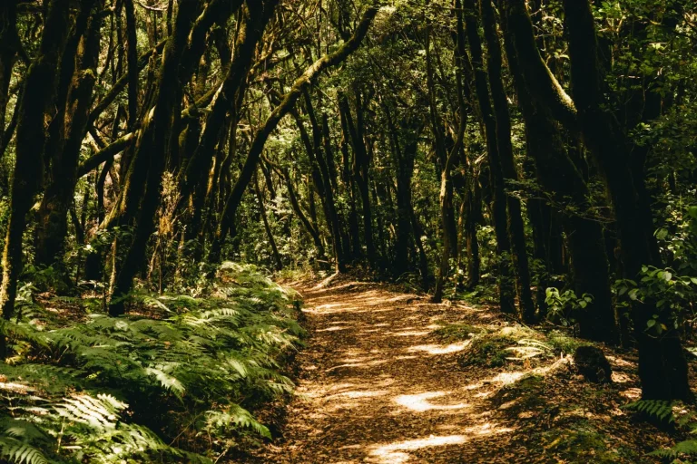 Forest Trails Around Coomera Falls: What to Expect