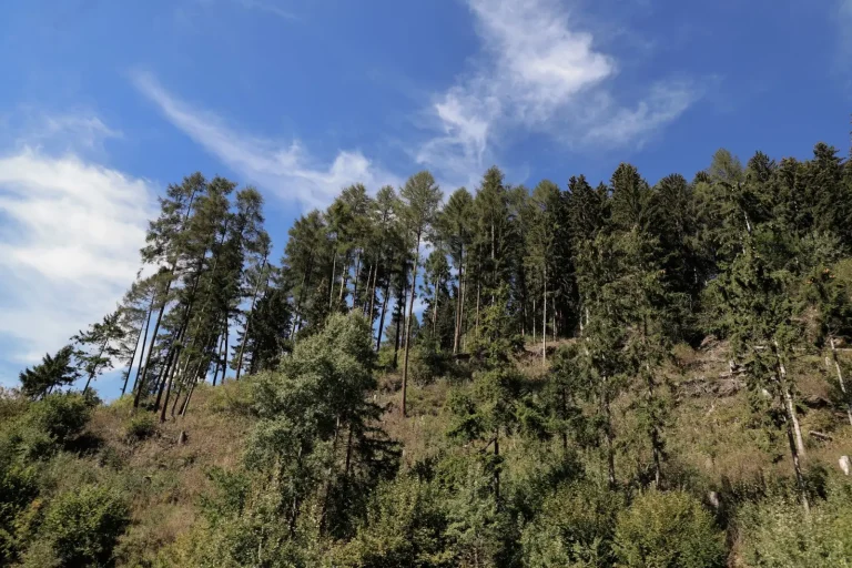 Forest Walking Around Montville: What the Trails Actually Demand