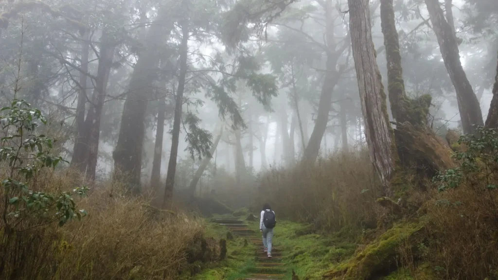 Walking Tamborine's Forest Trails: What the Experience Actually Demands