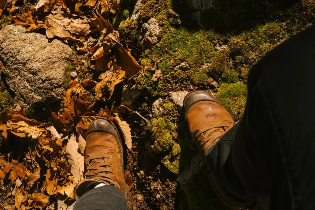 Walking Springbrook Plateau's Forest Trails: What to Expect