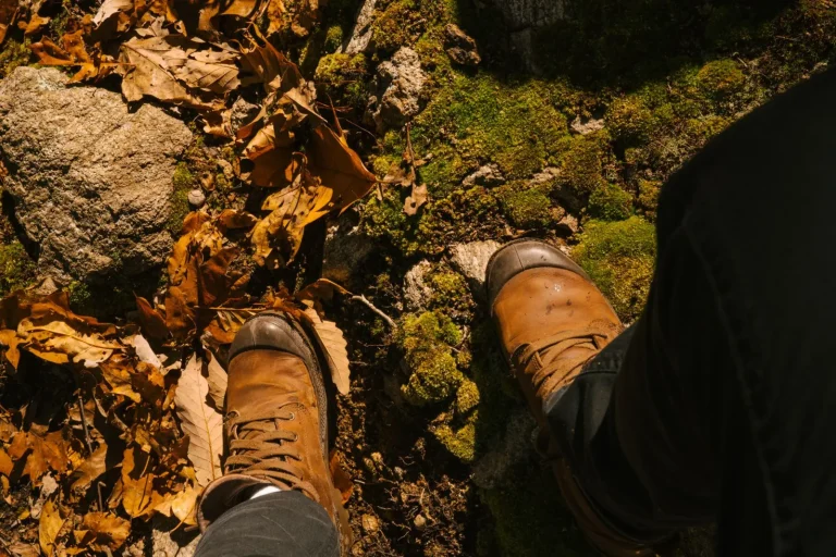 Walking Springbrook Plateau's Forest Trails: What to Expect