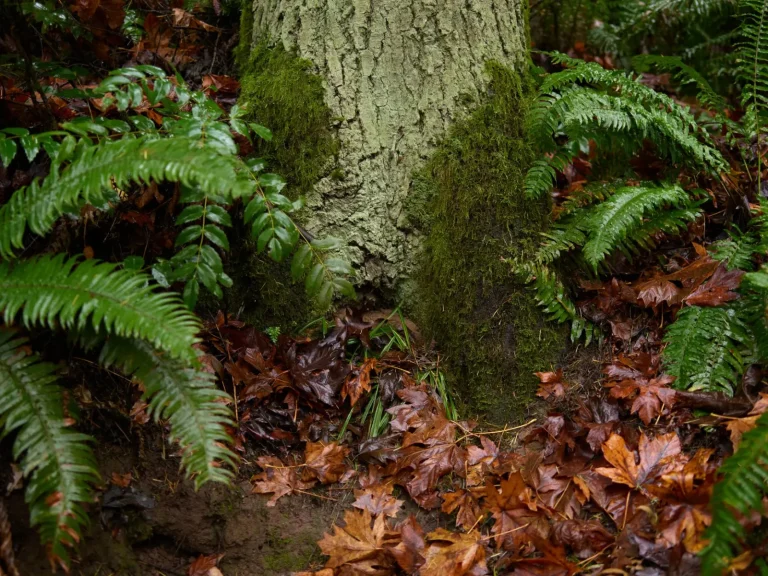 Wildlife Patterns in Conondale National Park