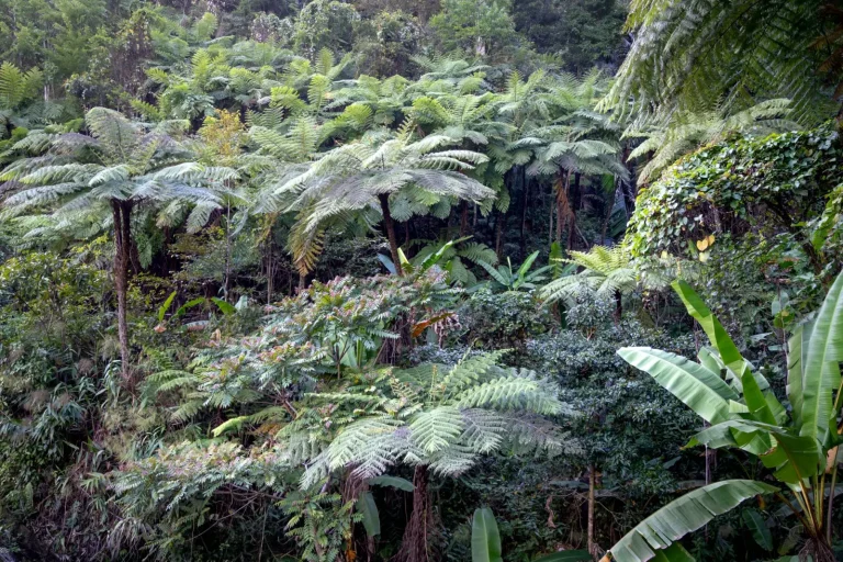 How Rainforest Species Respond to Habitat Fragmentation