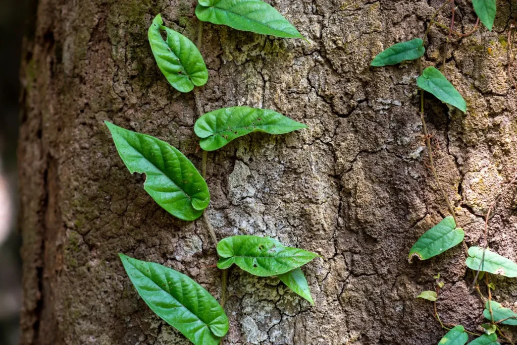 How Rainforest Climbers Grip Trees Without Damage