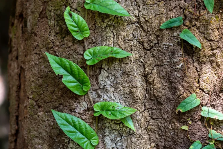 How Rainforest Climbers Grip Trees Without Damage How Rainforest Climbers Grip Trees Without Damage