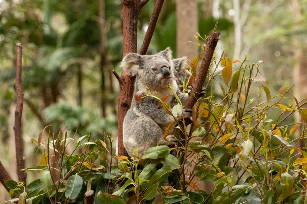 Wildlife of Main Range National Park