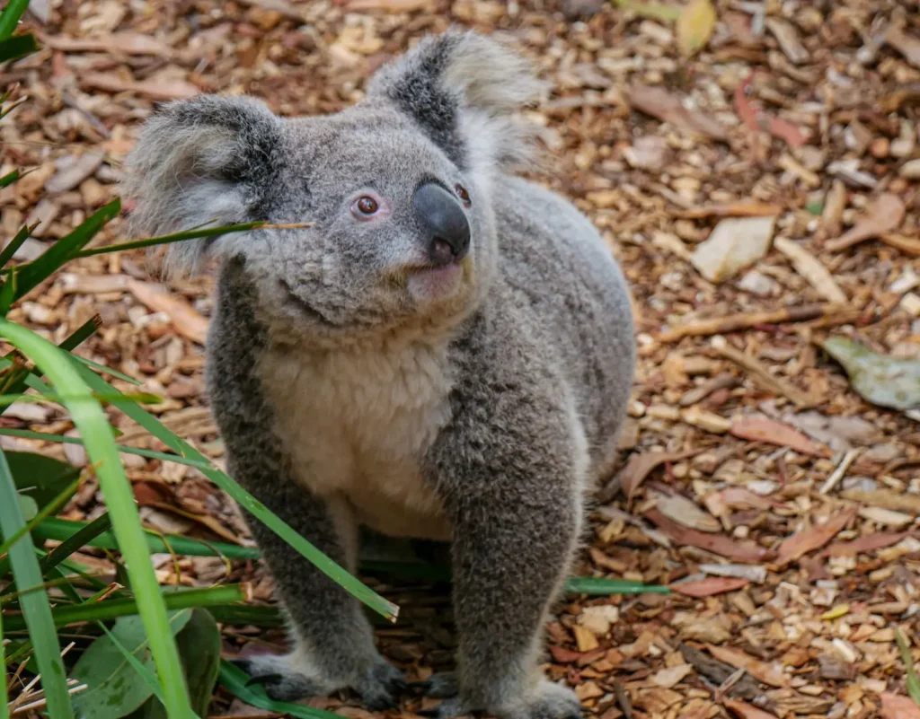Wildlife of Tamborine Mountain: What You'll Actually Encounter