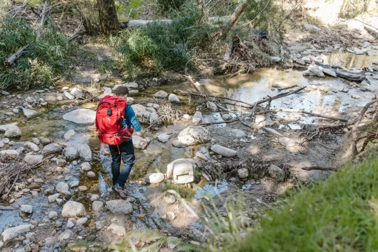 Rainforest Creek Walks: What Actually Happens on the Trail