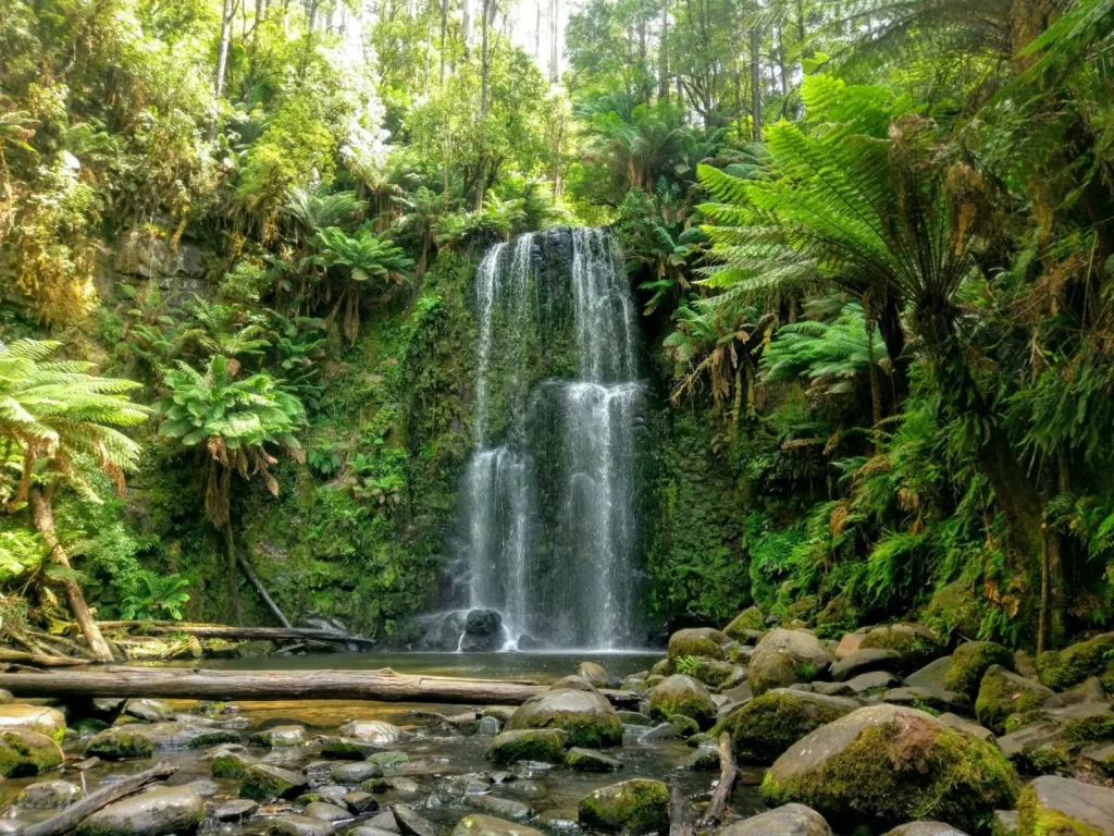 Antarctic Beech Forests of NSW: What Visitors Actually Encounter