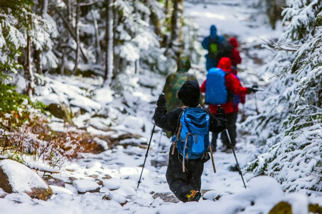 Walking Cunninghams Gap: What the Forest Actually Demands