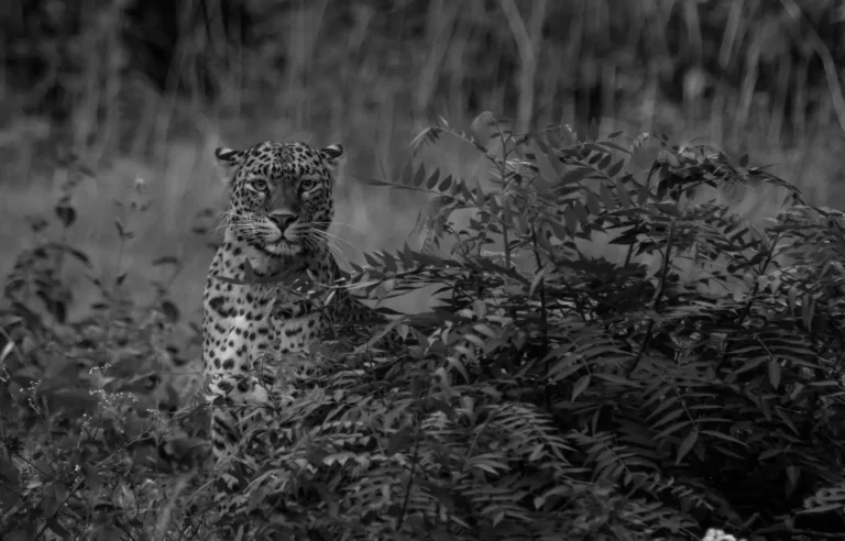 How Rainforest Animals Navigate Roads and Gaps How Rainforest Animals Navigate Roads and Gaps