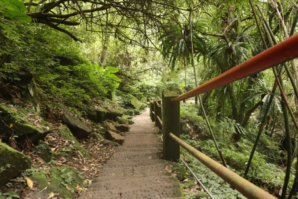 Rainforest Walks Along the Queensland-NSW Border