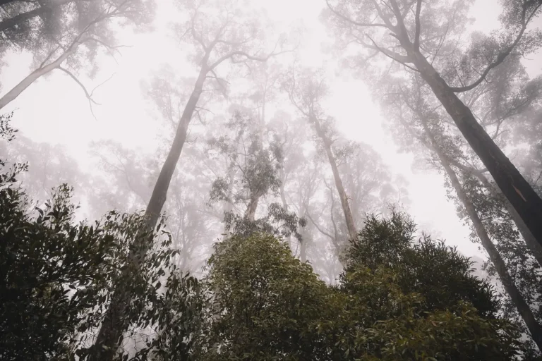 Walking Mary Cairncross: What the Rainforest Actually Reveals