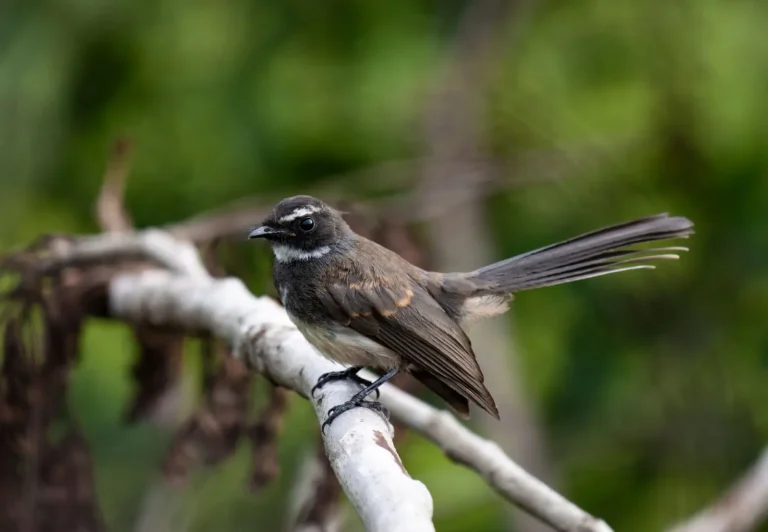 Rufous Fantails in Australian Rainforests: Behavior and Habitat Reality Rufous Fantails in Australian Rainforests: Behavior and Habitat Reality