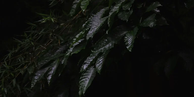 Nightcap Range Wildlife: What Actually Moves Through the Dark Nightcap Range Wildlife: What Actually Moves Through the Dark