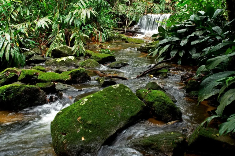 Rainforest Gullies of the Sunshine Coast Hinterland